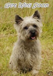 Image result for get well soon dog cairn