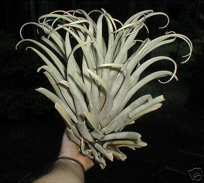 massive airplant Tillandsia *ROSEOSCAPA* air plant  