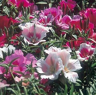 GODETIA   Azalea Double Mix   50 seeds  