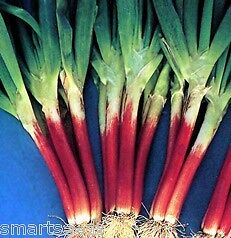 Allium fistulosum RED BEARD Bunching Onion 25 seeds  