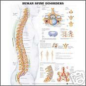 The Spinal Nerves Anatomical Chart  