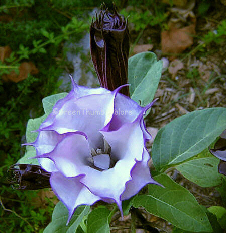 Datura Metel MR PURPLE double trumpet flowers 25 Seeds  