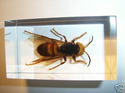 Tropical Tiger Hornet (Vespa tropica) Insect Specimen  