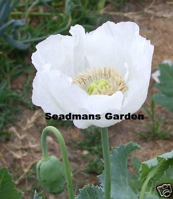 Org Persian White Poppy Papaver Somniferum 1,000+Seeds  