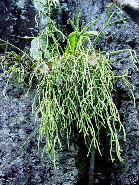 MISTLETOE CACTUS (Rhipsalis baccifera) 10 seeds  