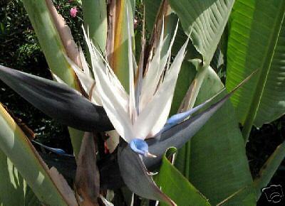 GIANT WHITE Bird of PARADISE Tropical LIVE Plant 24 34  