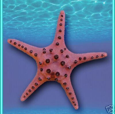 Chocolate Chip Starfish Large Ornament Decoration Aquarium Saltwater 