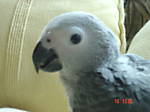 greatgreyparrot
