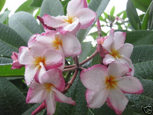 10Cutting Hawaii Pink Orange Big Bloom Plumeria  